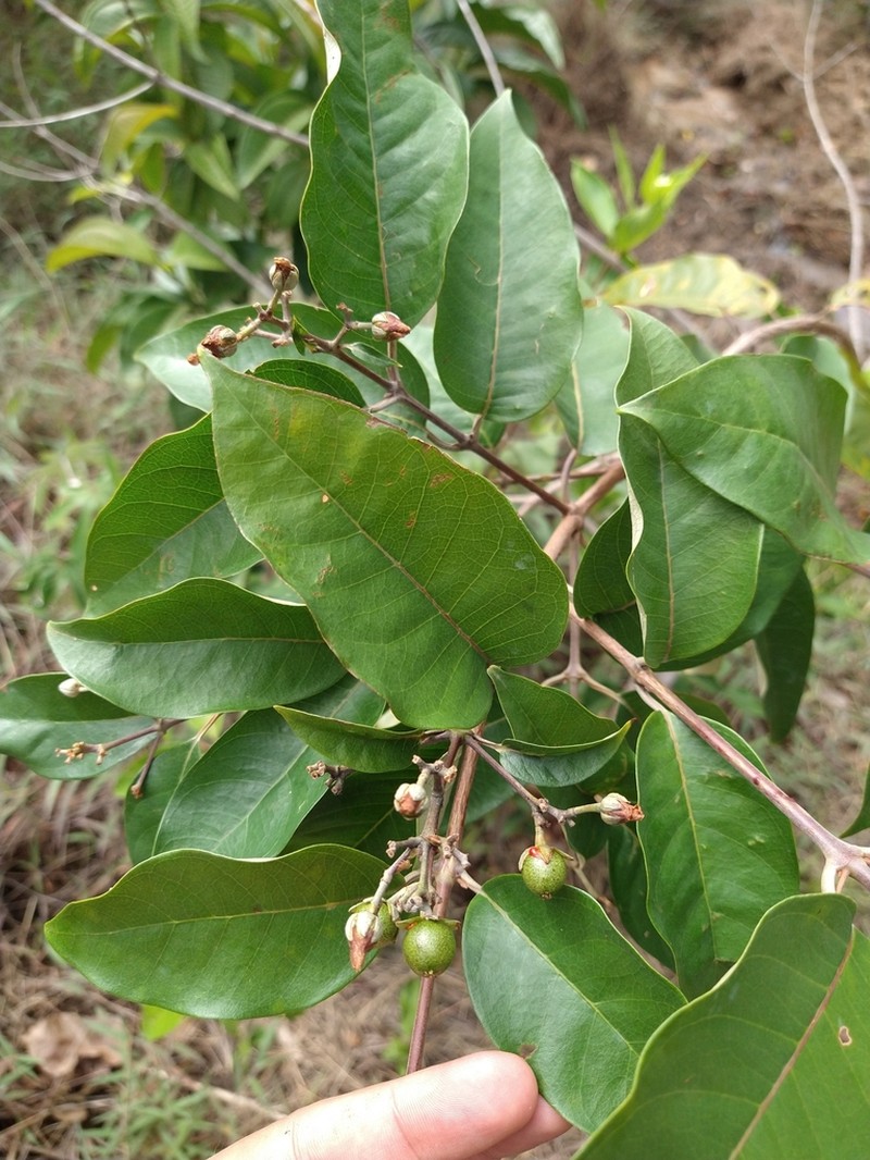Vismia gracilis