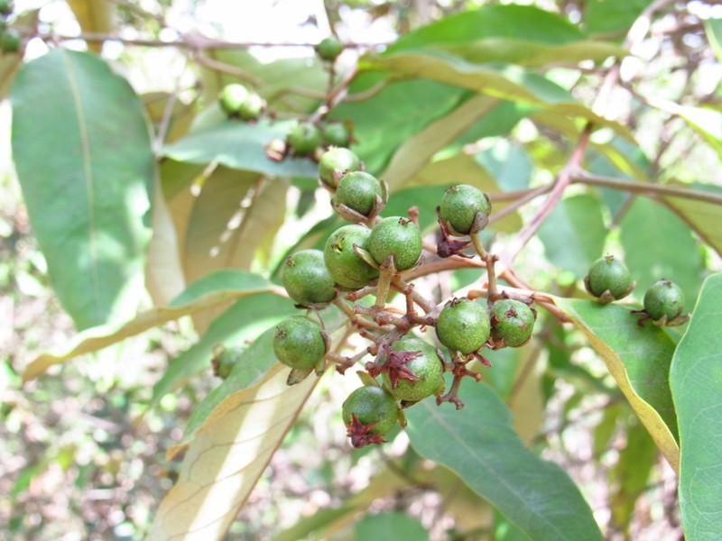 Vismia gracilis photo 2