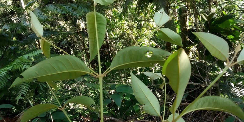 Vismia gracilis photo 3