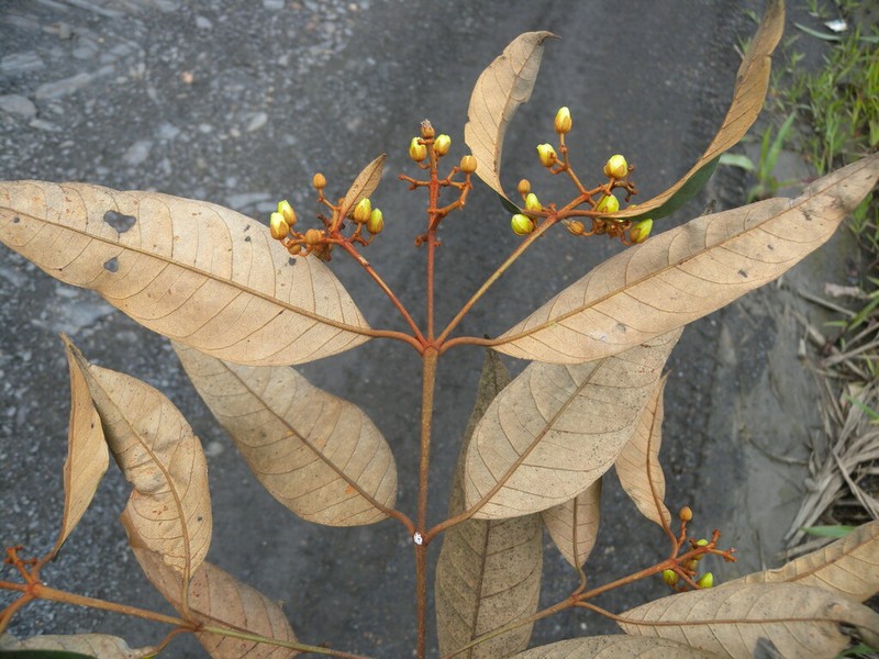 Vismia gracilis photo 4