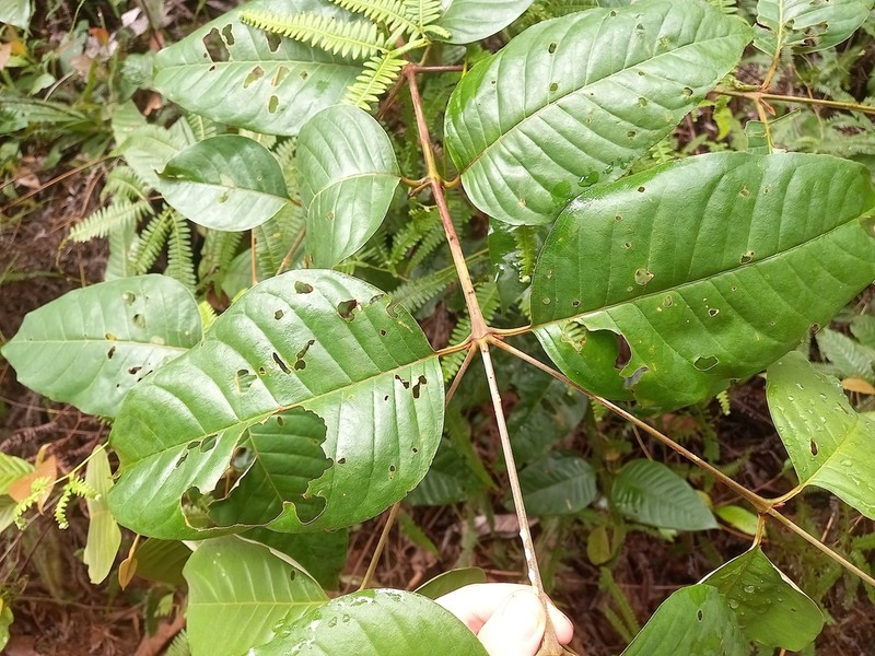 Vismia gracilis photo 5