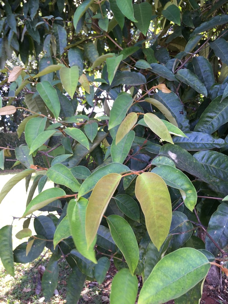 Vismia gracilis photo 6