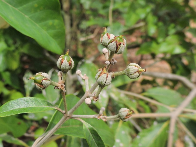 Vismia gracilis photo 7
