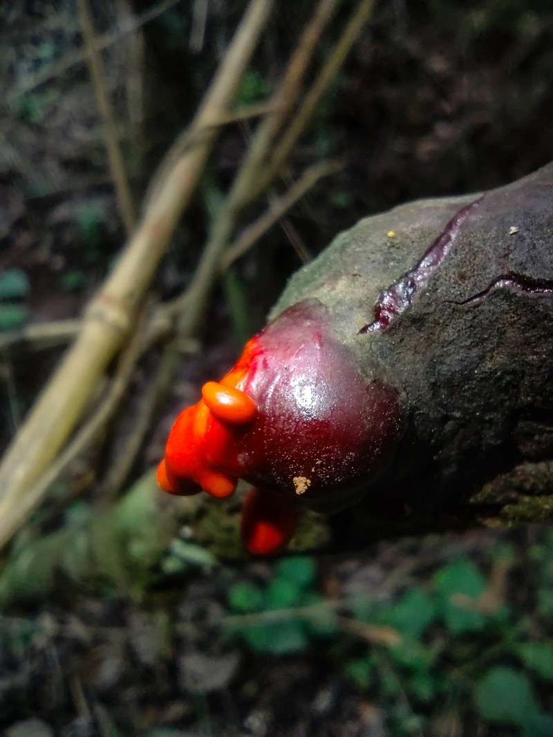 Vismia guianensis