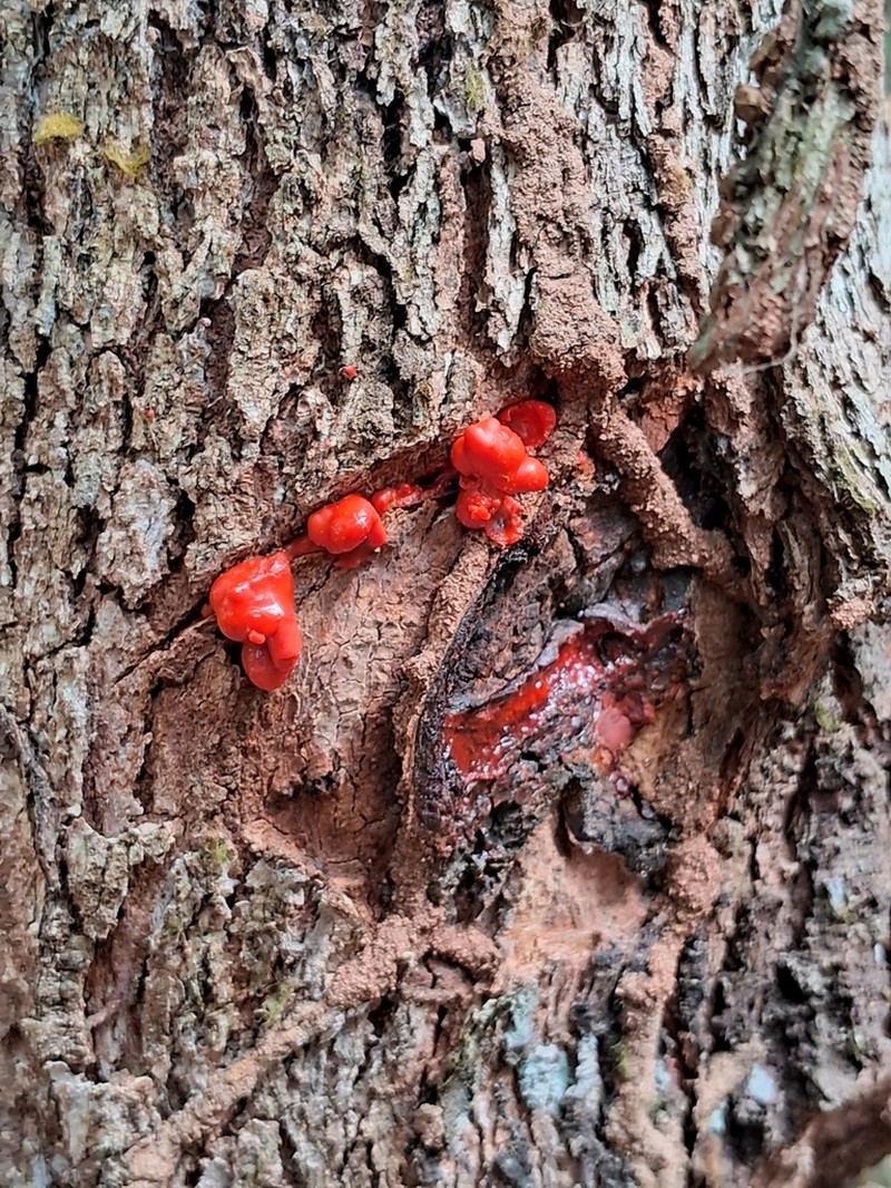 Vismia guianensis photo 2