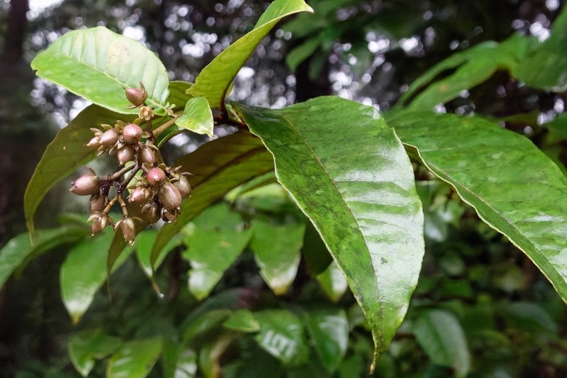 Vismia guianensis photo 3