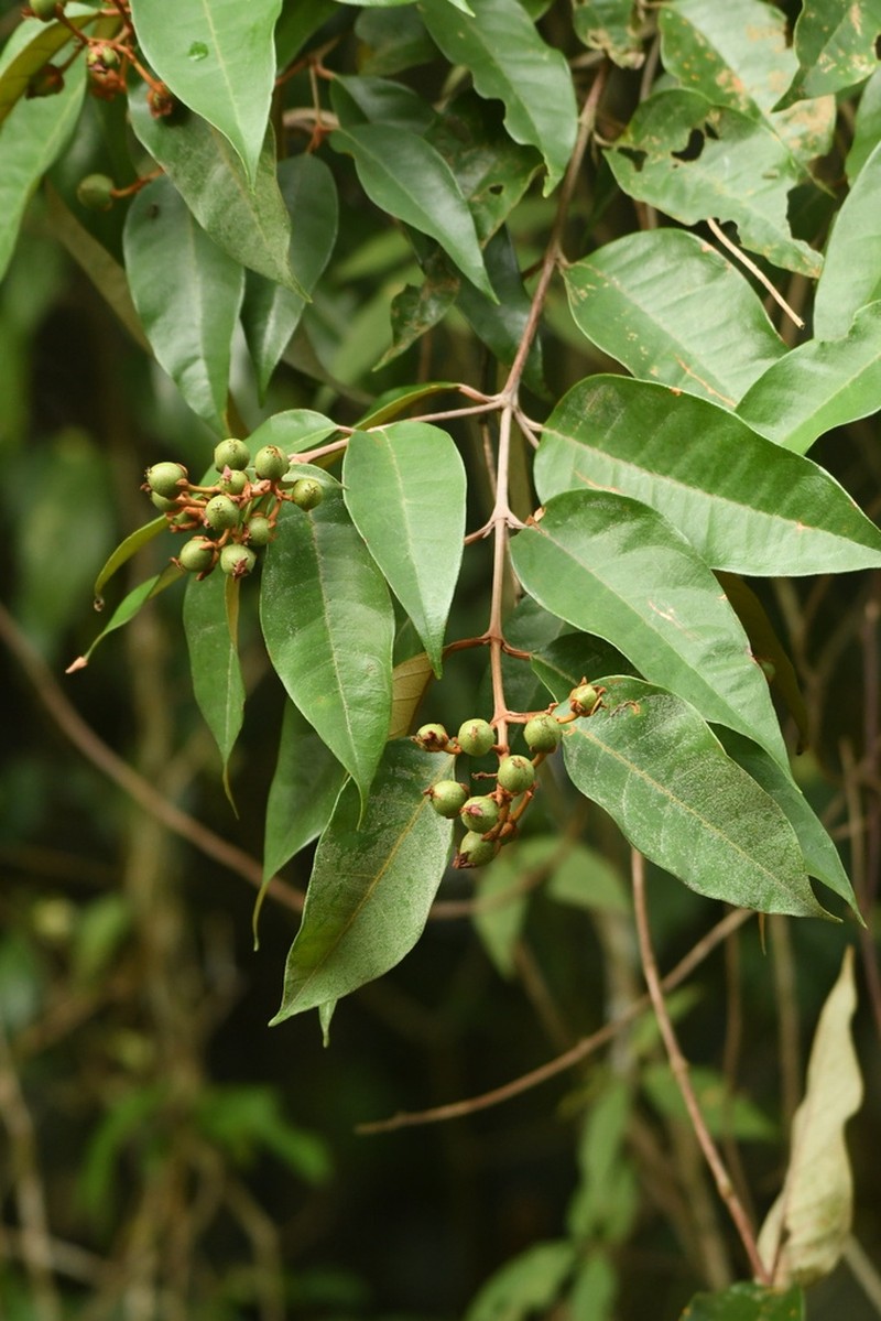 Vismia guianensis photo 4