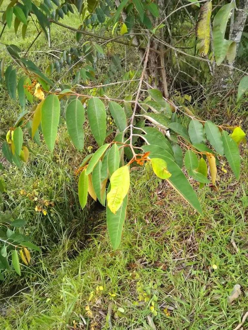 Vismia guianensis photo 5