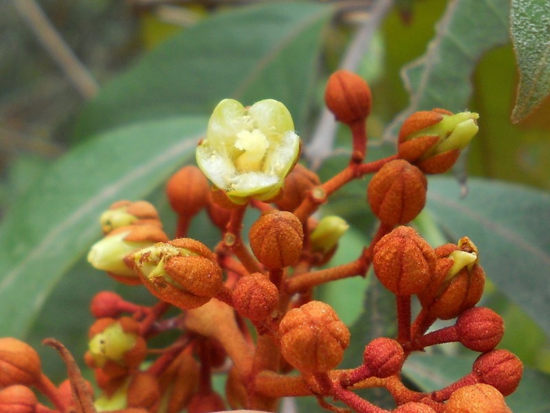 Vismia guianensis photo 7