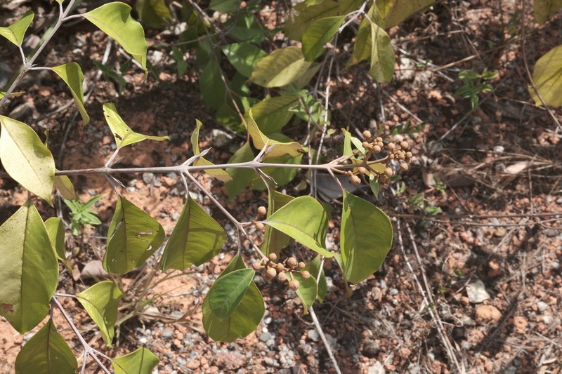 Vismia guianensis photo 8
