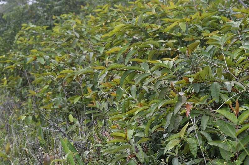 Vismia japurensis