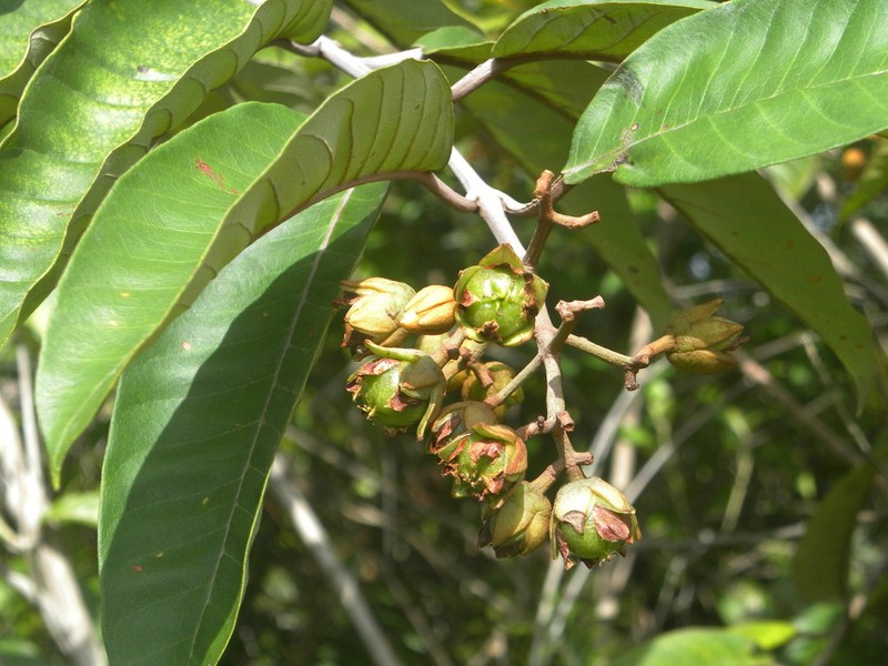 Vismia japurensis photo 2