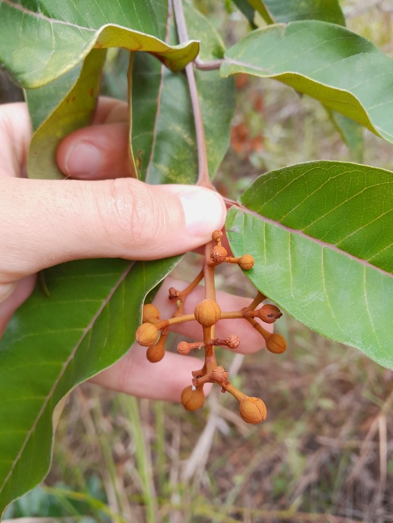 Vismia japurensis photo 3