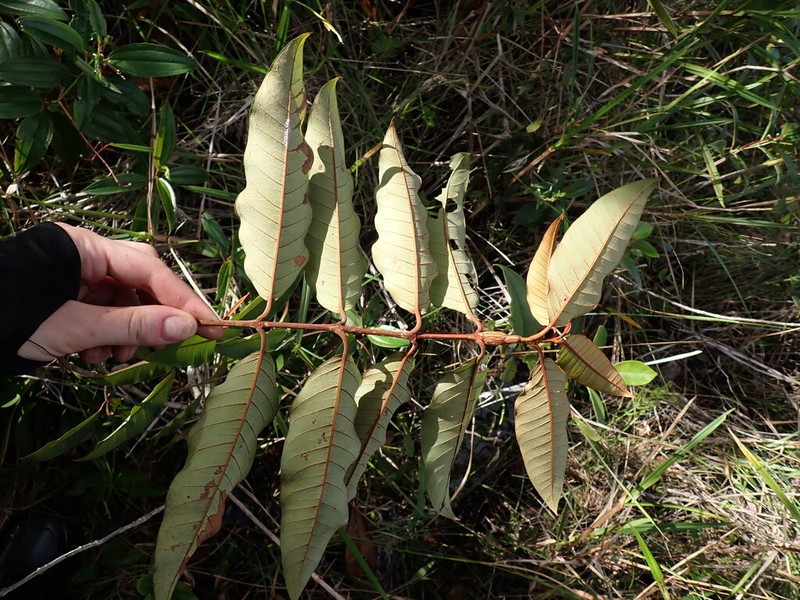 Vismia japurensis photo 4