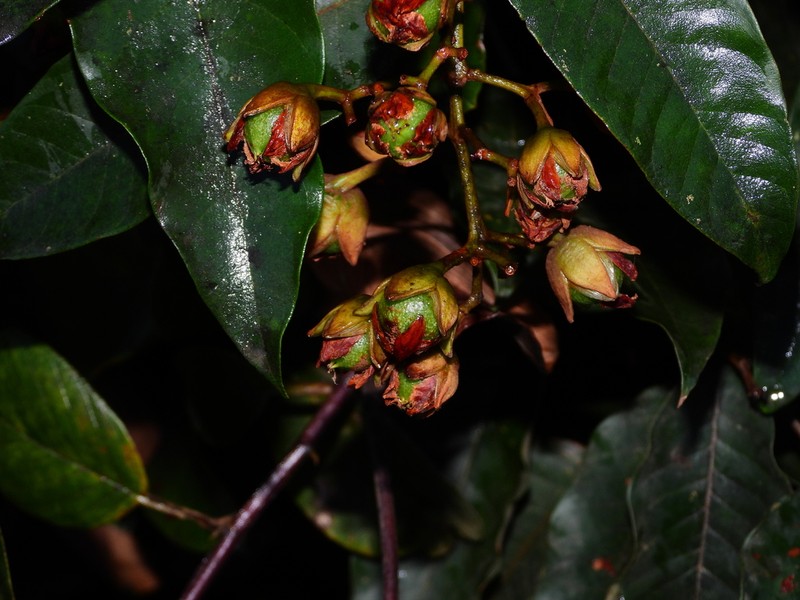 Vismia japurensis photo 5