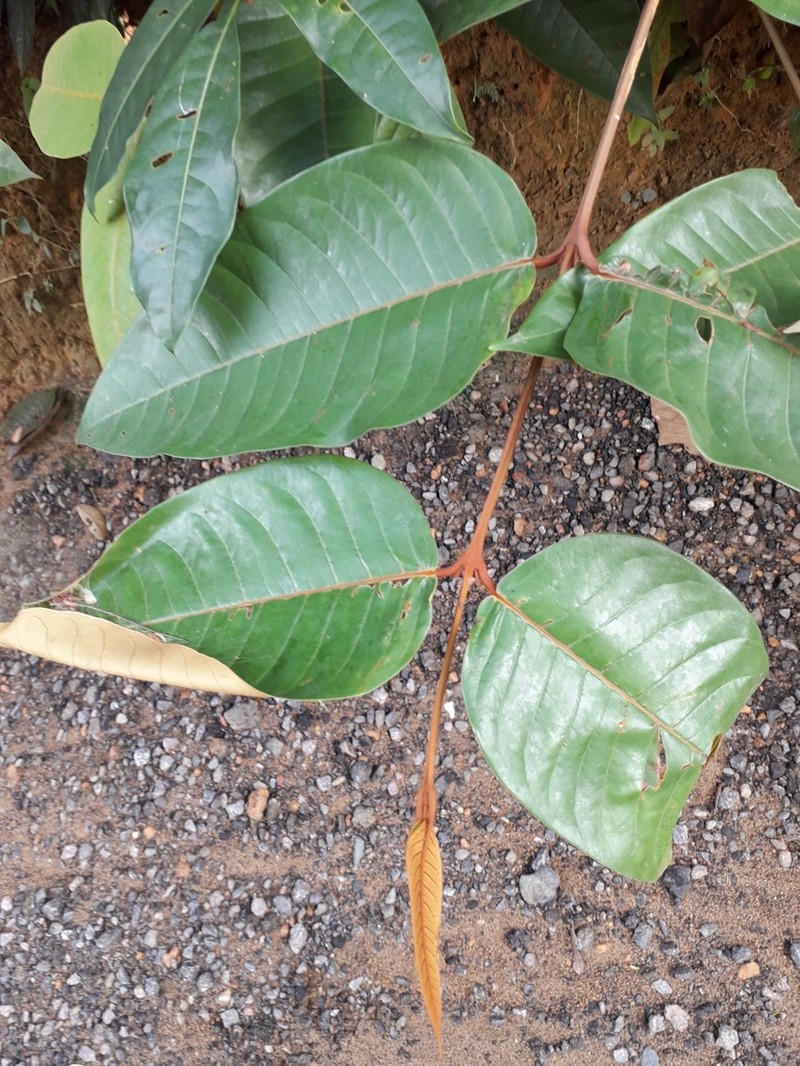 Vismia japurensis photo 7