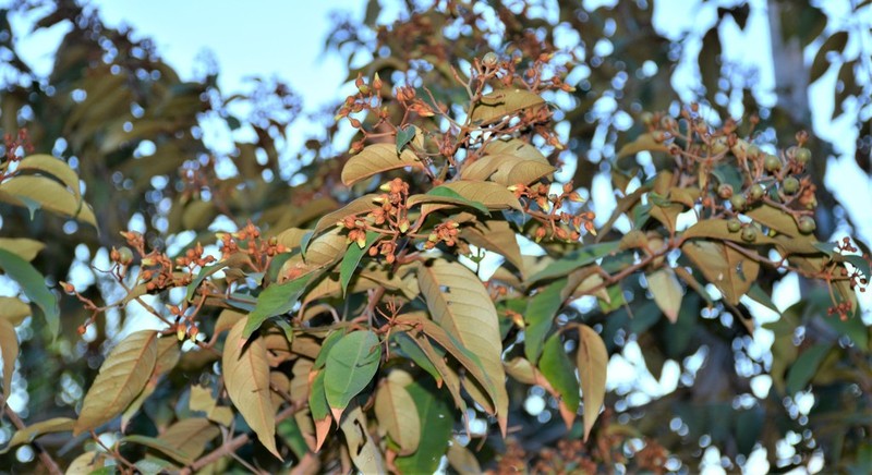 Vismia japurensis photo 8