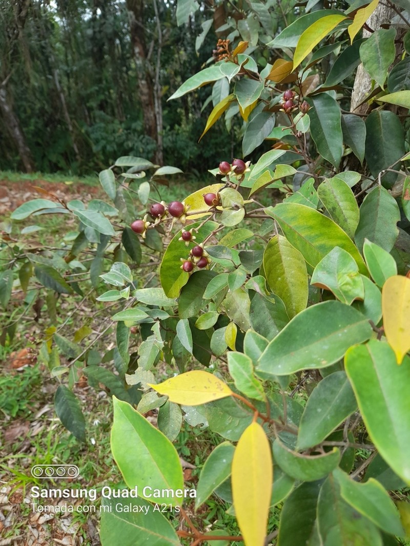 Vismia jefensis photo 2