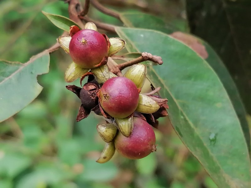 Vismia jefensis photo 4