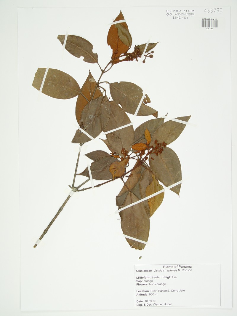 Vismia jefensis photo 6