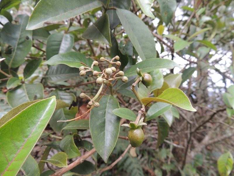 Vismia laevis