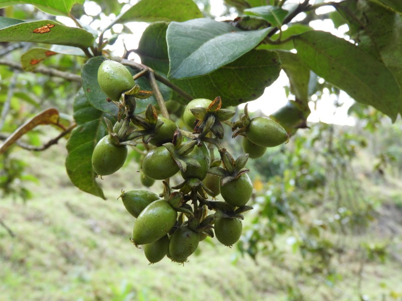 Vismia laevis photo 2
