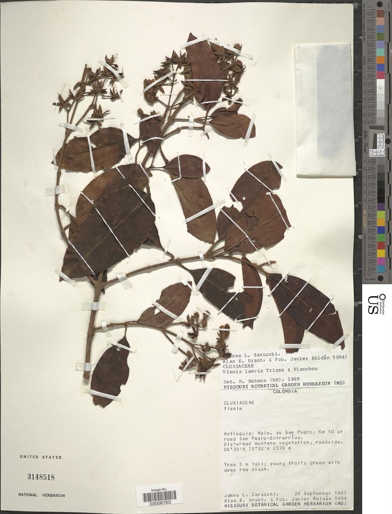 Vismia laevis photo 3