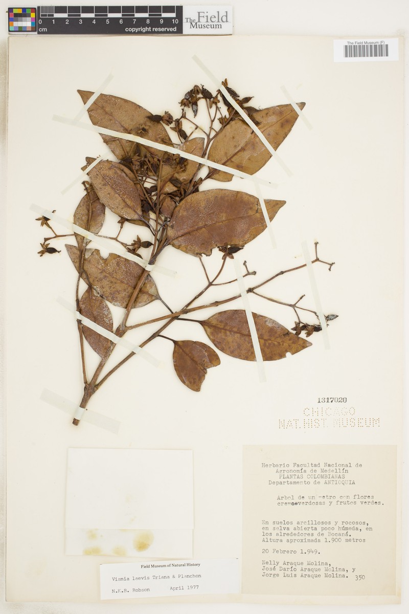 Vismia laevis photo 4