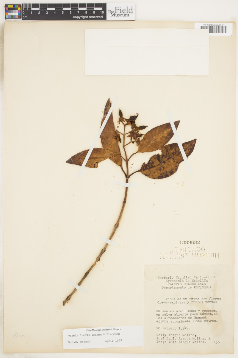 Vismia laevis photo 5