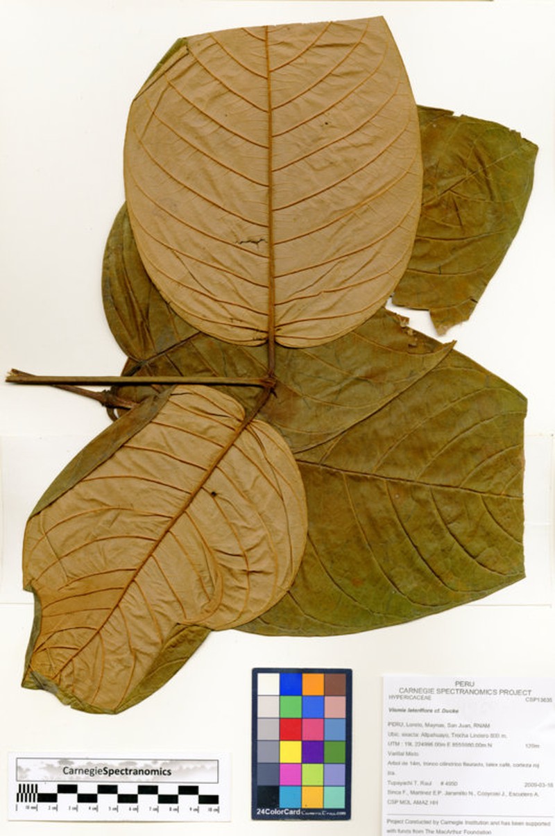 Vismia lateriflora