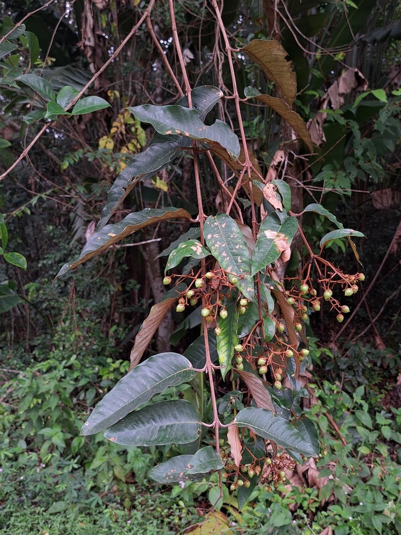Vismia latifolia