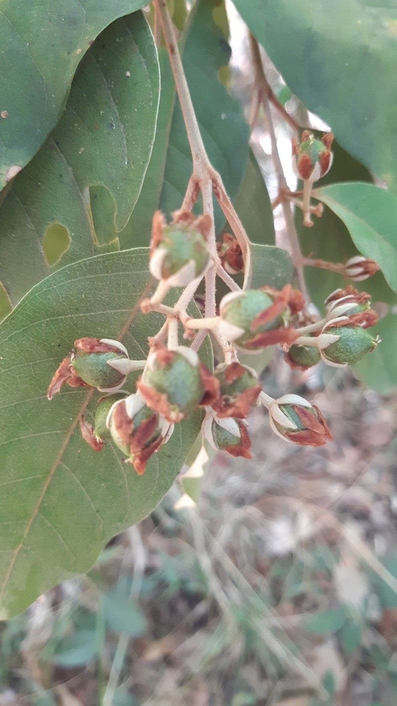 Vismia latifolia photo 2