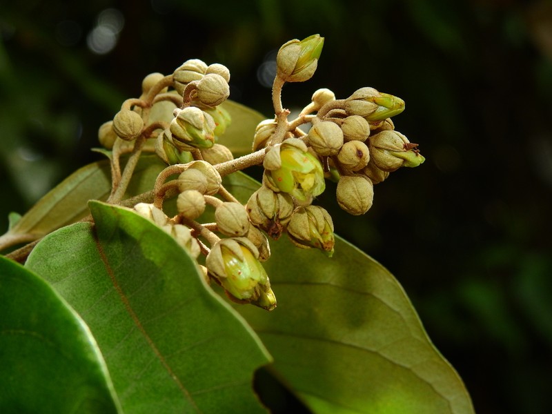 Vismia latifolia photo 3