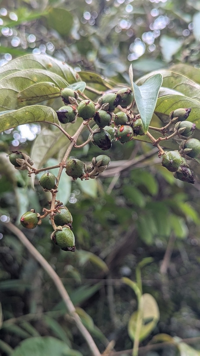 Vismia latifolia photo 4