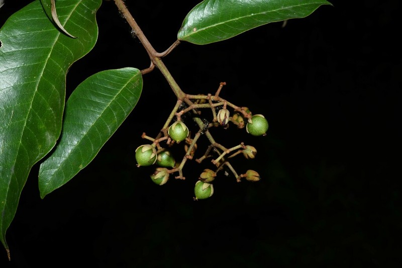 Vismia latifolia photo 5