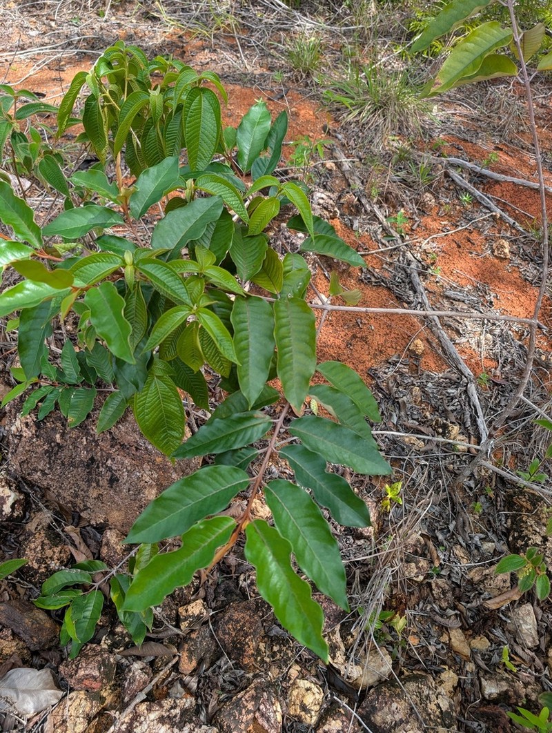 Vismia latifolia photo 6