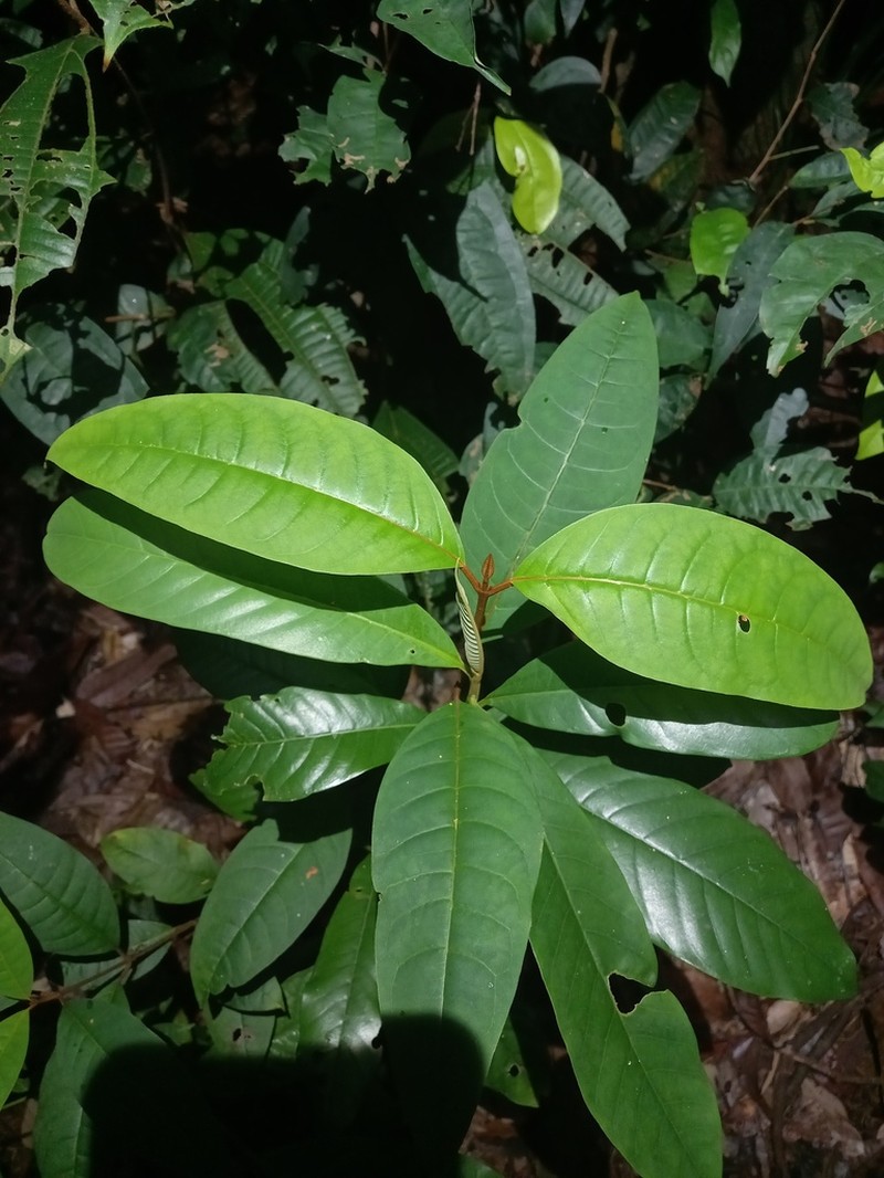 Vismia latifolia photo 7