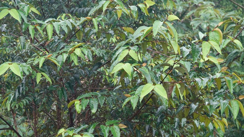 Vismia latifolia photo 8