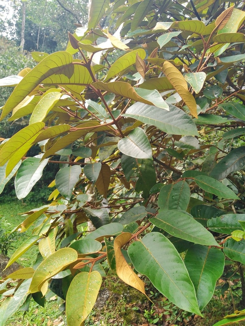 Vismia latisepala photo 3