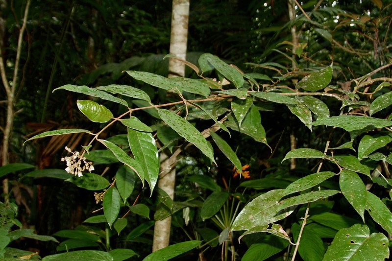 Vismia latisepala