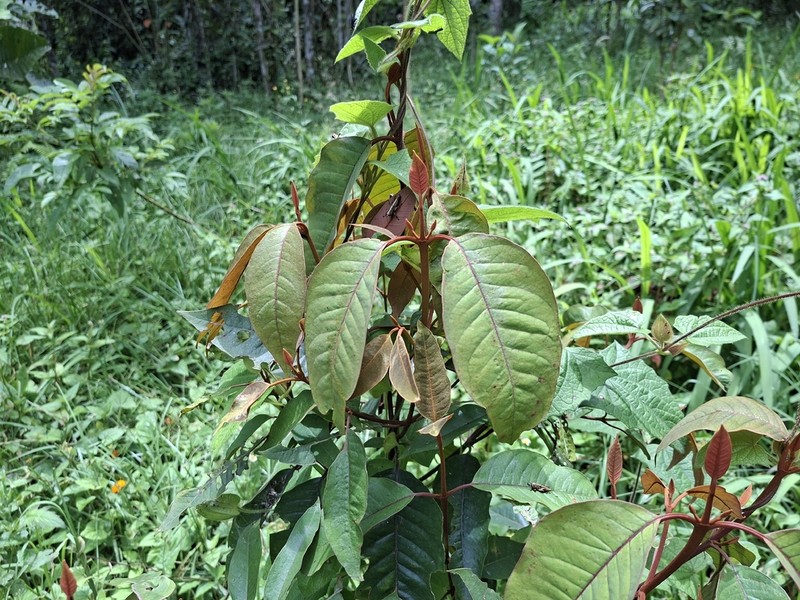 Vismia lauriformis