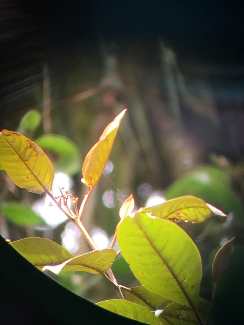 Vismia lauriformis photo 3