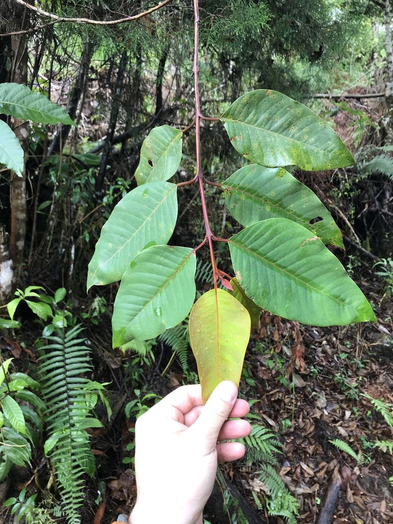 Vismia lauriformis photo 4