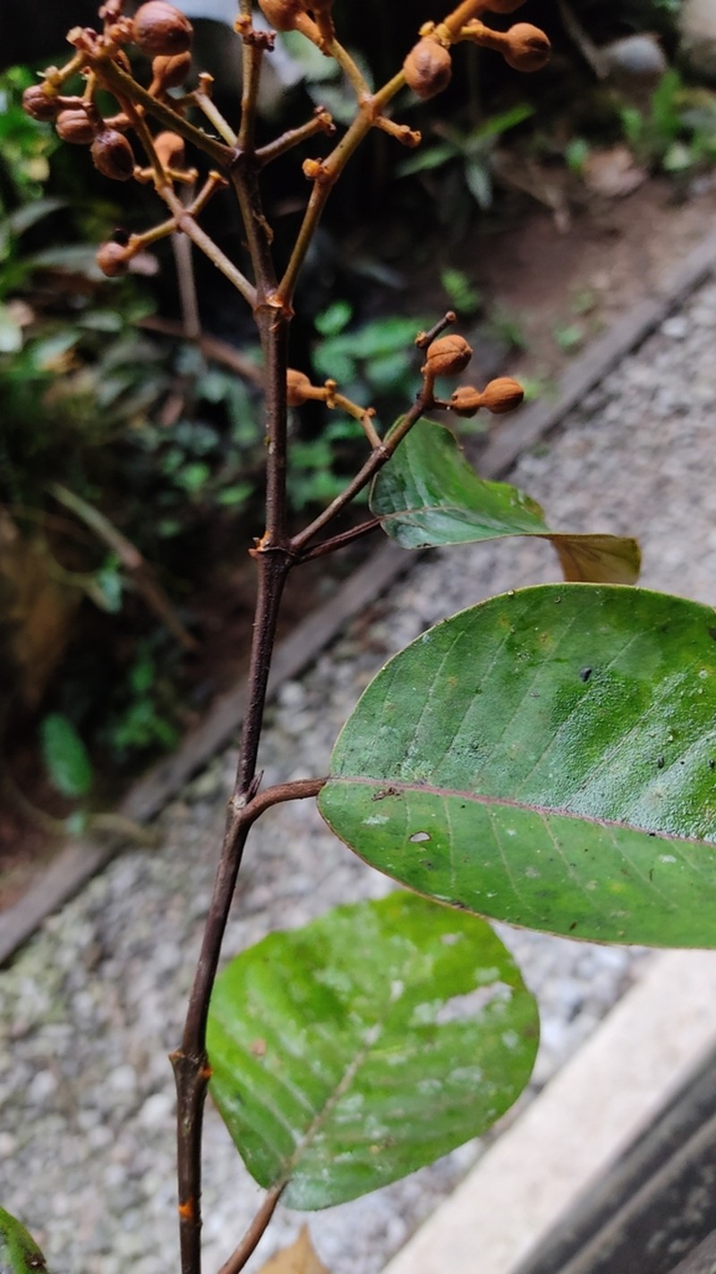 Vismia lauriformis photo 5