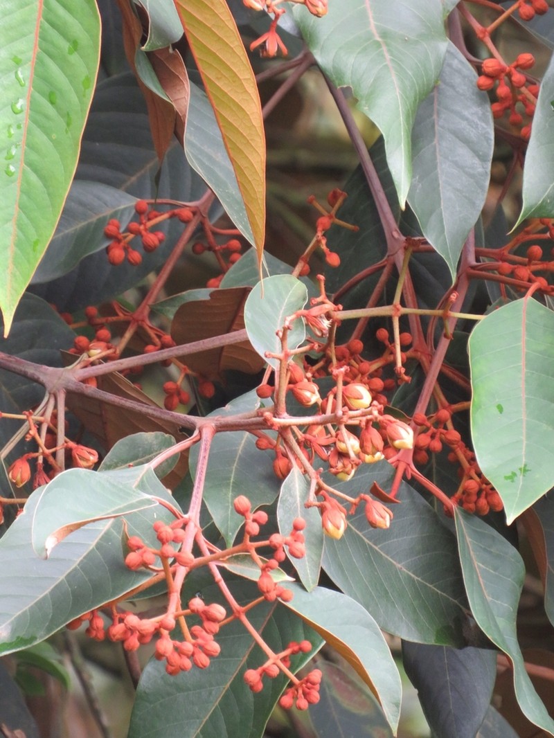 Vismia lauriformis photo 6