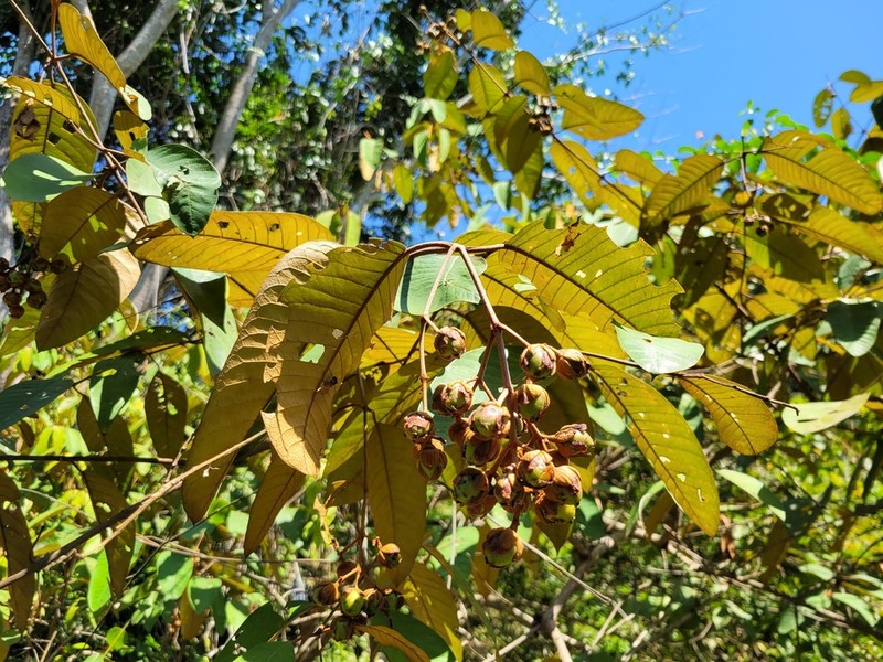 Vismia lauriformis photo 7