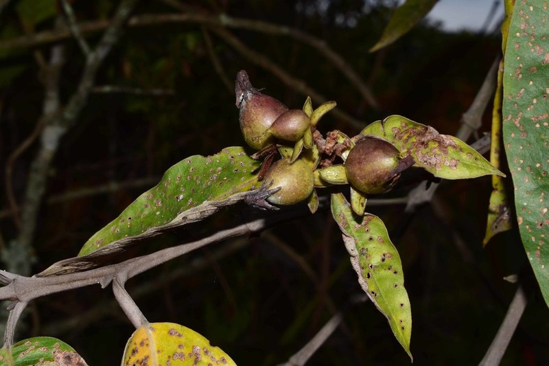 Vismia lauriformis photo 8