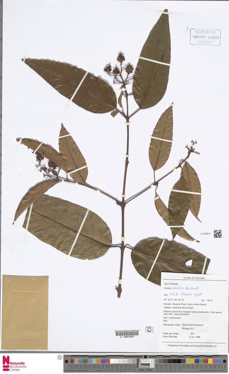 Vismia laxiflora