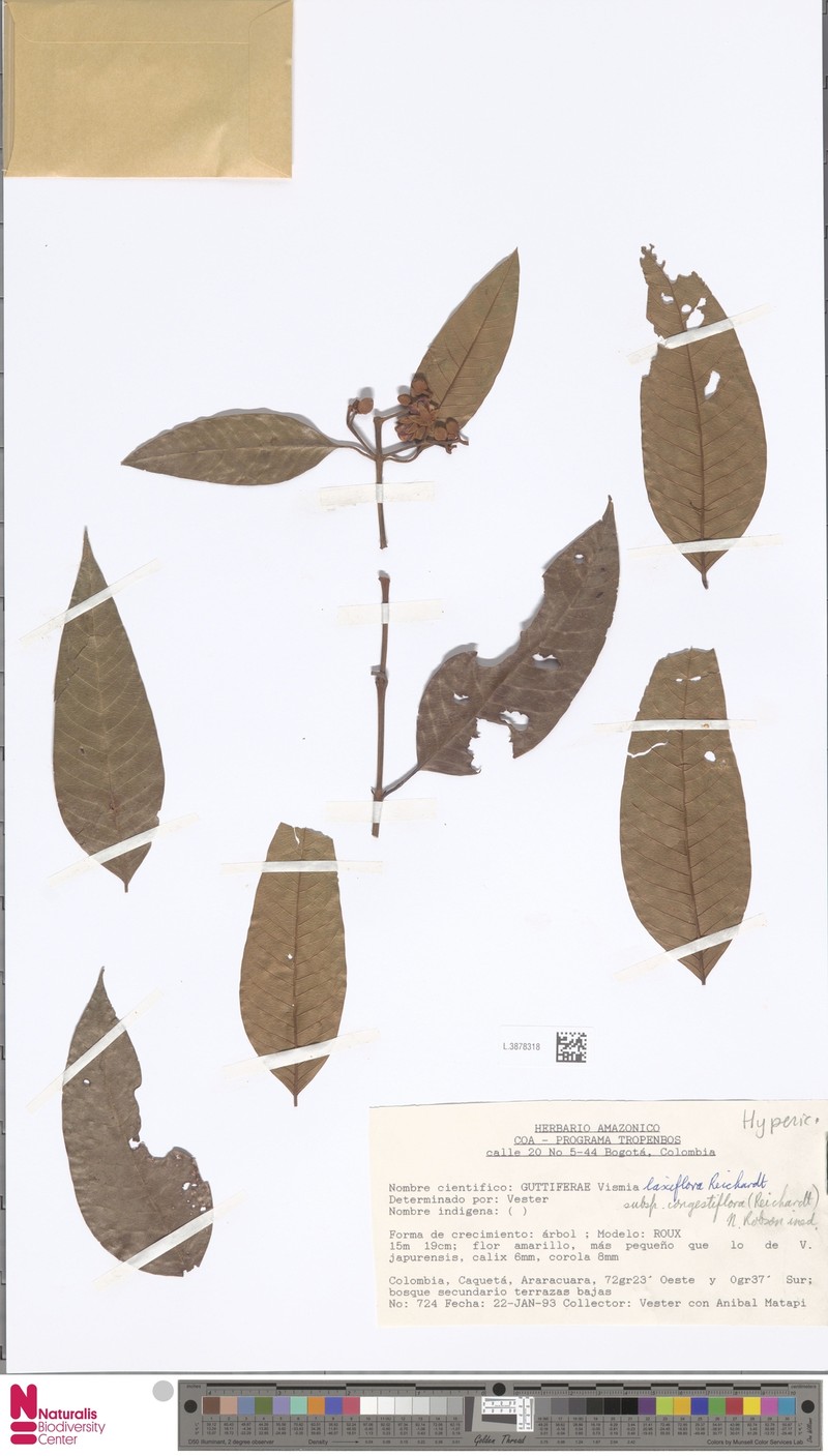 Vismia laxiflora photo 2