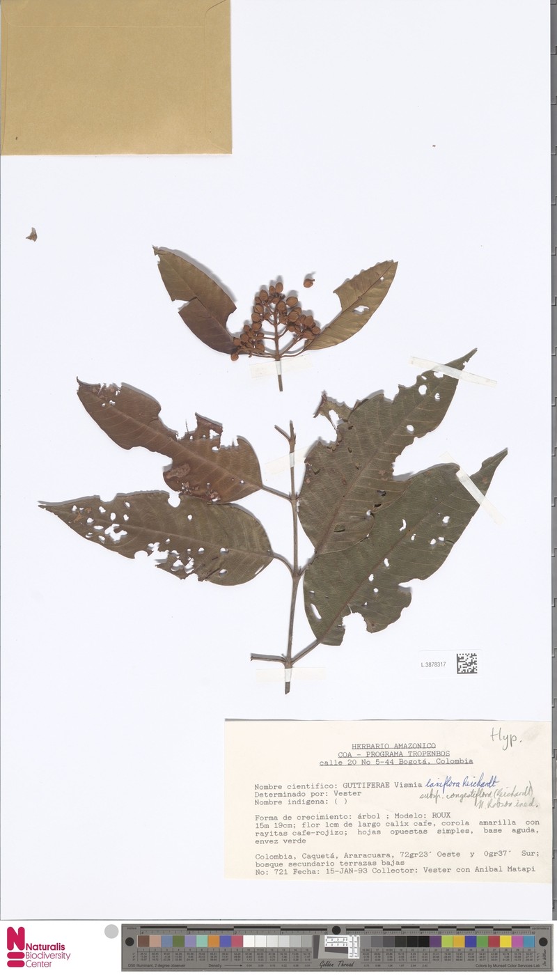 Vismia laxiflora photo 3